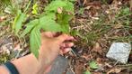 Gele Herfstframboos Rubus Fallgold, Tuin en Terras, Planten | Tuinplanten, Ophalen, Herfst, Vaste plant, Fruitplanten