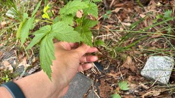 Gele Herfstframboos Rubus Fallgold beschikbaar voor biedingen