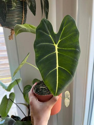 Alocasia Frydek, Huis en Inrichting, Kamerplanten, Ophalen of Verzenden