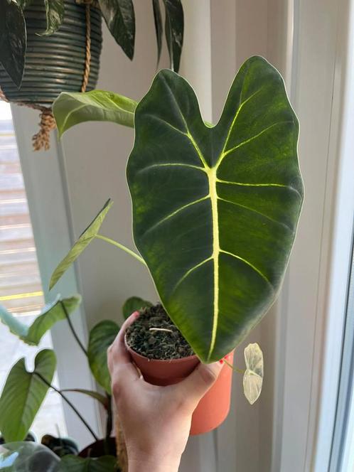 Alocasia Frydek, Huis en Inrichting, Kamerplanten, Ophalen of Verzenden