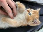 Brits korthaar kittens, 0 tot 2 jaar, Kater, Gechipt