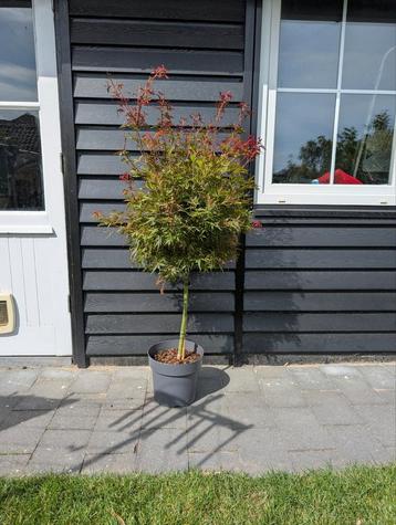  Japanse Esdoorn ‘Shaina’ (Acer palmatum) te koop!  beschikbaar voor biedingen