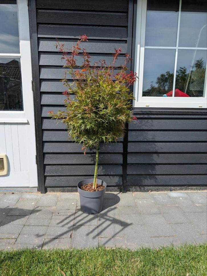 Japanse Esdoorn ‘Shaina’ (Acer palmatum) te koop!, Tuin en Terras, Planten | Bomen, Herfst, Ophalen