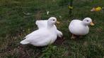 RECHERCHE : œufs à couver de canard mignon blanc, Canard