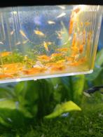 Garnalen, Dieren en Toebehoren