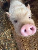 2 mini varkentjes beertjes/ broertjes liefst samen weg, Dieren en Toebehoren