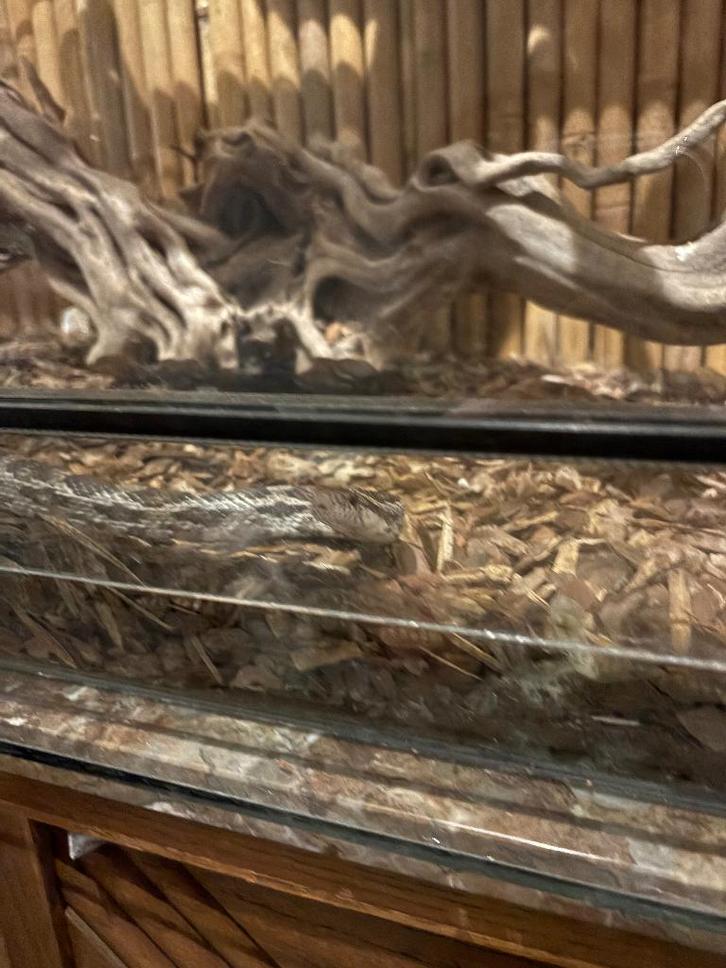 2 serpents des blés de +/- 1,2 m avec terrarium de 1,5 m, Animaux & Accessoires, Reptiles & Amphibiens, Serpent, 3 à 6 ans, Avec terrarium