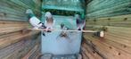 2 koppels takla duiven te koop !!, Dieren en Toebehoren, Vogels | Duiven, Overige soorten, Meerdere dieren