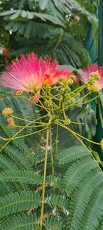 Albizia Julibrissin Ombrella - Perzische slaapboom, Tuin en Terras, Ophalen