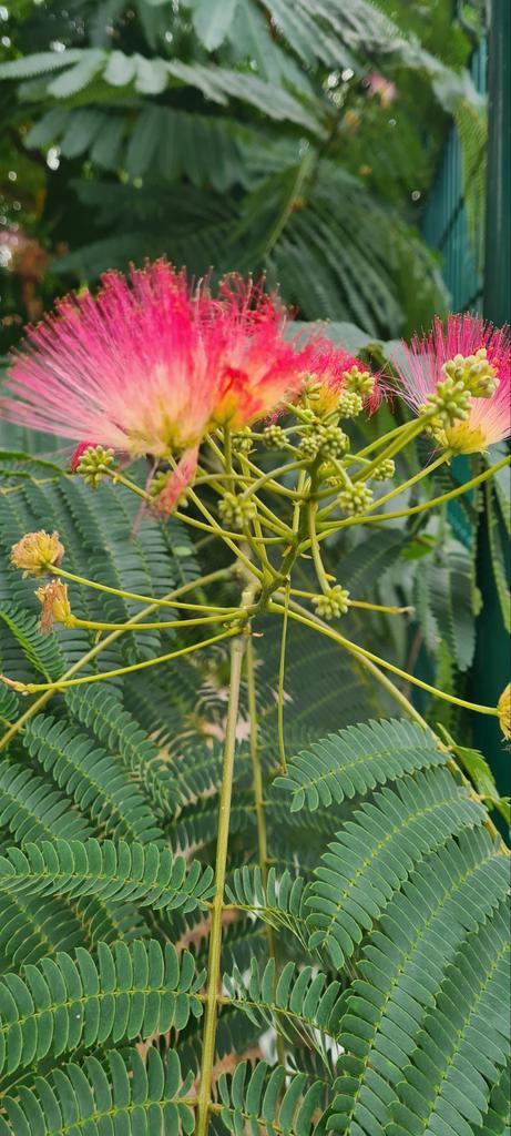 Albizia Julibrissin Ombrella - Perzische slaapboom, Tuin en Terras, Planten | Tuinplanten, Ophalen