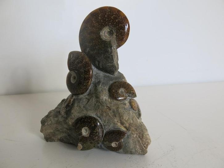 Fossiel van ammonieten in een steenmatrix, Verzamelen, Mineralen en Fossielen, Fossiel, Ophalen of Verzenden