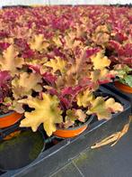 Heuchera hybr. ‘Marmalade’, Ophalen, Zomer, Vaste plant, Halfschaduw