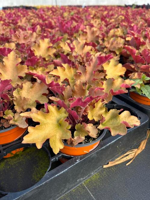 Heuchera hybr. ‘Marmalade’, Tuin en Terras, Planten | Tuinplanten, Vaste plant, Halfschaduw, Zomer, Ophalen