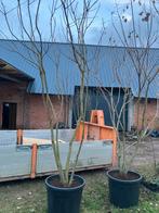 Meerstammige Koelreutia paniculata te koop, Tuin en Terras, Ophalen