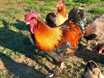 Broed eieren marans tarwe  beschikbaar voor biedingen