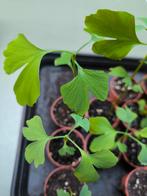 ginkgo biloba, Tuin en Terras, Planten | Tuinplanten, Ophalen of Verzenden