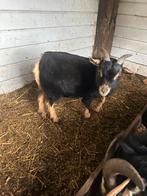 Geitenbokje, Dieren en Toebehoren