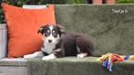 Prachtige Chocolat Tricolor Border Collie pups, Dieren en Toebehoren, Honden | Herdershonden en Veedrijvers, België, CDV (hondenziekte)
