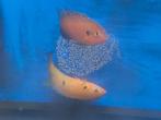 Jong koppel Hemichromis cichlide (Afrikaanse rivieren), Dieren en Toebehoren, Vissen | Aquariumvissen, Vis, Zoetwatervis