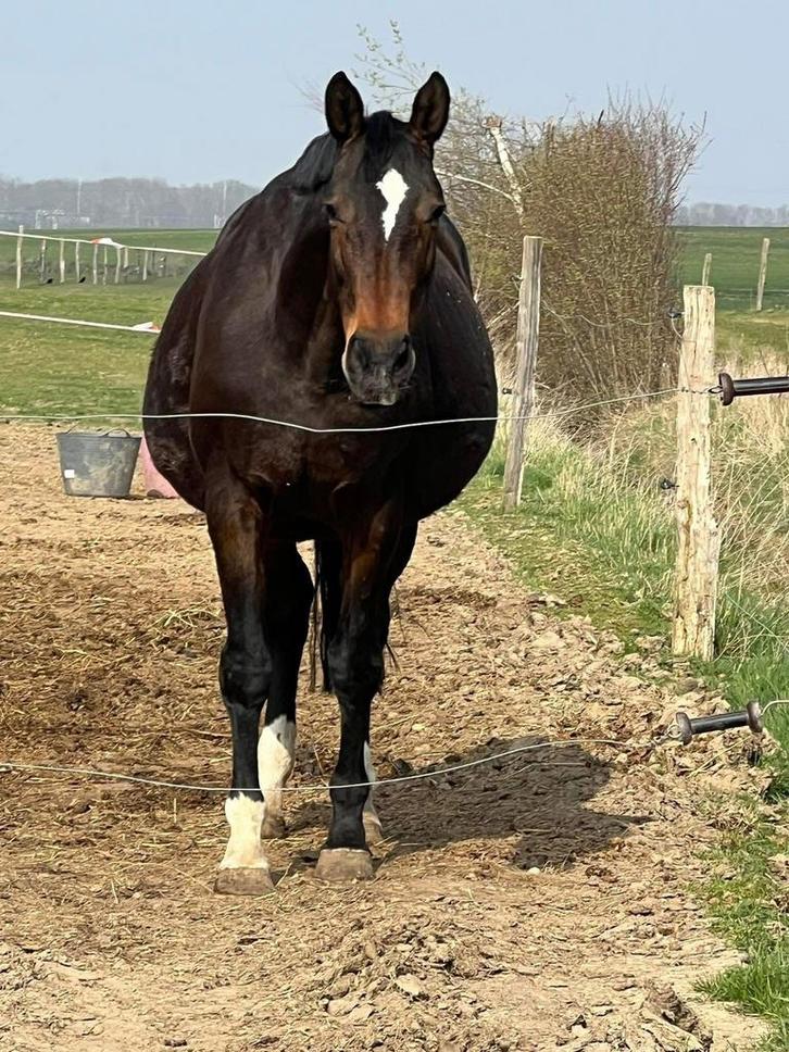 KWPN merrie (2009), drachtig van So Next Level, Dieren en Toebehoren, Paarden en Pony's | Zadels, Ophalen