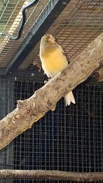 Verschillende kanaries, Dieren en Toebehoren