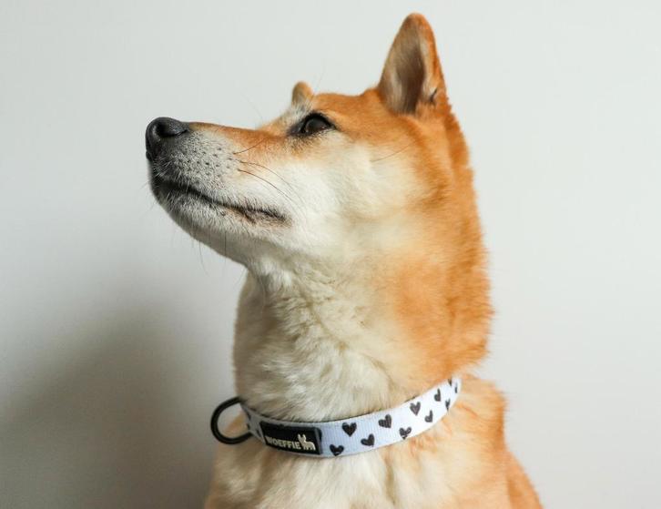 Witte halsband met kleine zwarte hartjes, Dieren en Toebehoren, Hondenhalsbanden en Penningen, Zo goed als nieuw, Ophalen of Verzenden