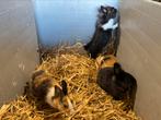 Dwergkonijnen te koop, Dieren en Toebehoren, Konijnen