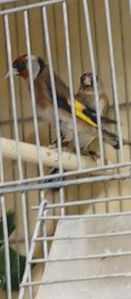 Couple chardon petite taille 2025 prêt à la reproduction., Plusieurs animaux, Oiseau chanteur sauvage, Domestique