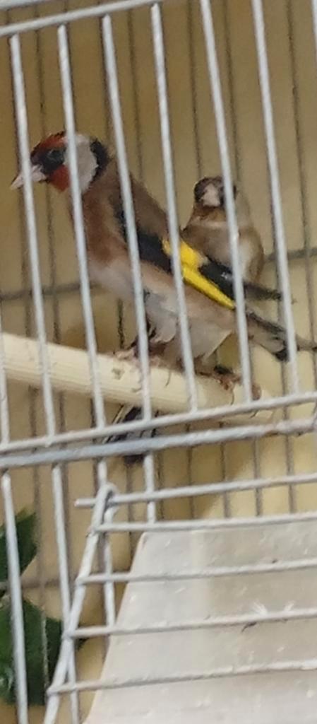 Couple chardon petite taille 2025 prêt à la reproduction., Animaux & Accessoires, Oiseaux | Oiseaux Autre, Oiseau chanteur sauvage