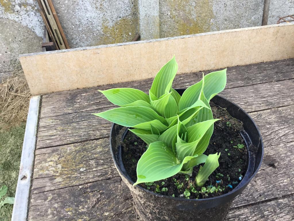 Hosta, Tuin en Terras, Ophalen