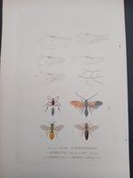 Gravure ancienne Insectes lot 156, Enlèvement ou Envoi