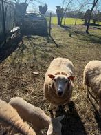 Schaap met lam, Dieren en Toebehoren, Schaap