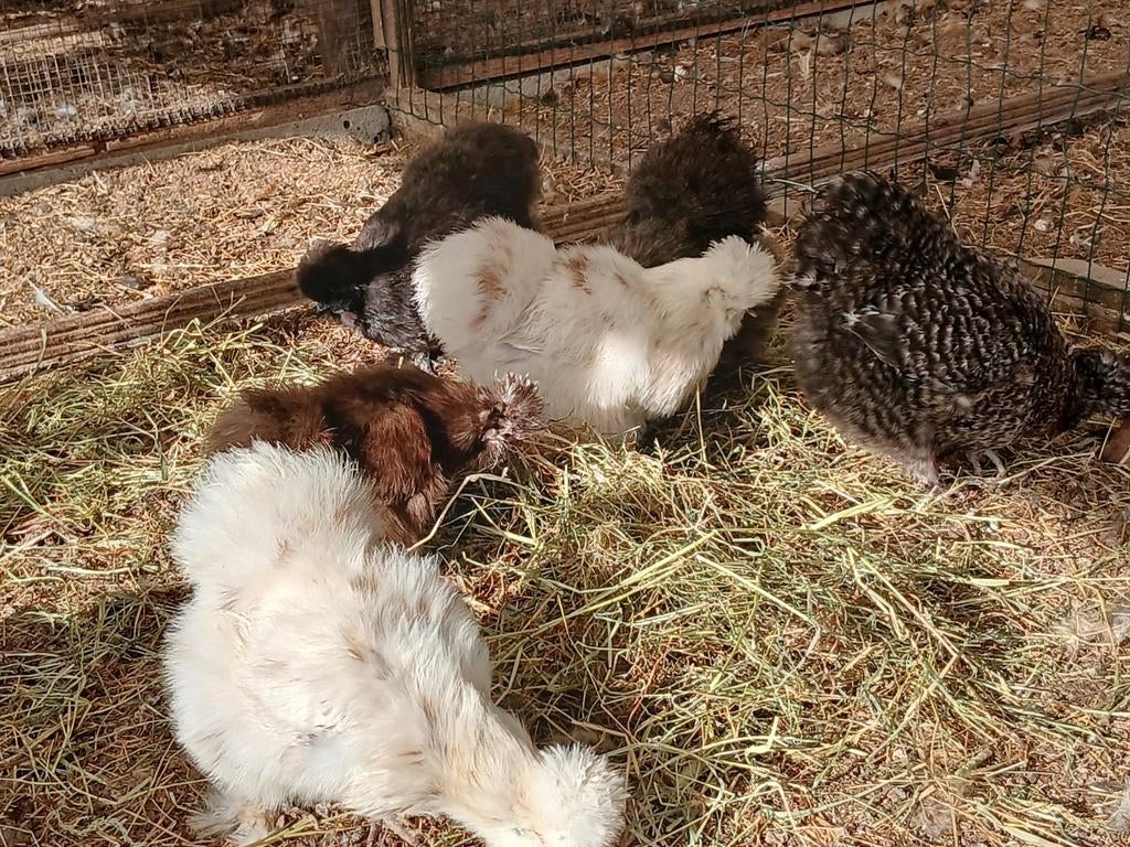 Verse broedeieren van zijdehoenders hennen, Dieren en Toebehoren, Pluimvee, Kip