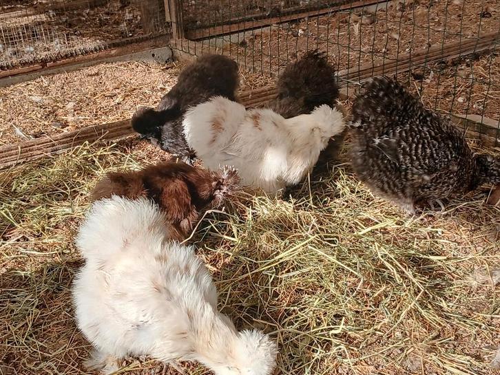 Verse broedeieren van zijdehoenders hennen, Animaux & Accessoires, Volatiles, Poule ou poulet