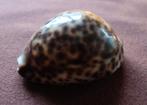 Cypraea pantherina porselein, Ophalen of Verzenden, Schelp(en)