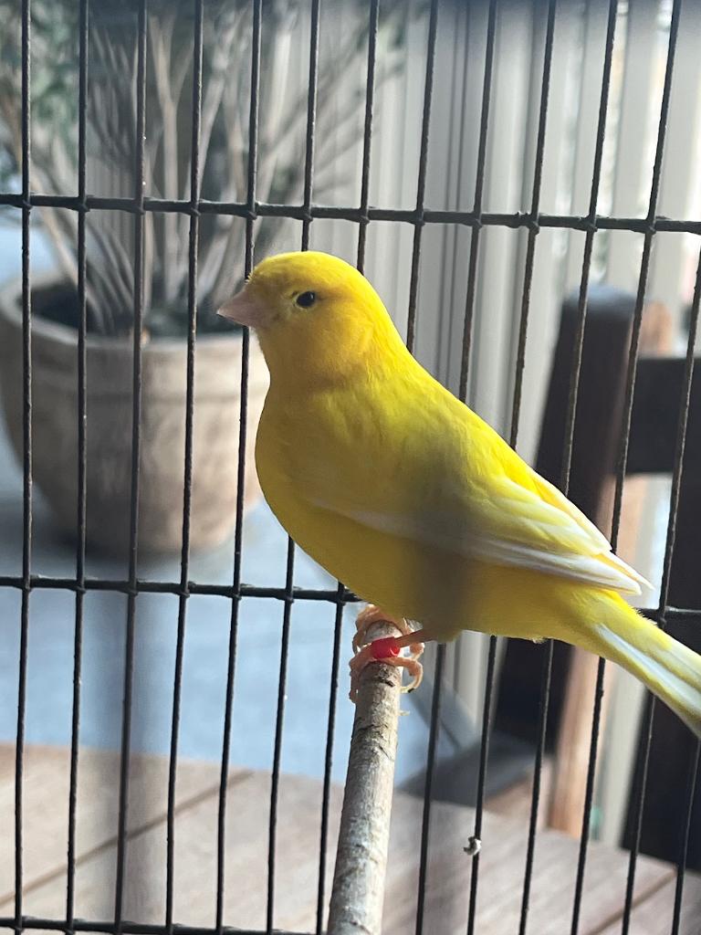 Jonge, gele kanarie man, Dieren en Toebehoren, Vogels | Kanaries, Mannelijk