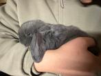 Minilop, Animaux & Accessoires, Lapins, Femelle, 0 à 2 ans