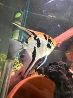 Maanvissen aquarium vissen, Dieren en Toebehoren, Vissen | Aquariumvissen, Vis, Zoetwatervis, Schoolvis