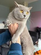 1 frère 1 sœur British Shorthair, Plusieurs animaux, Avec pedigree, 3 à 5 ans