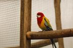 Goudmantel rosella's, Dieren en Toebehoren, Meerdere dieren, Parkiet, Geringd