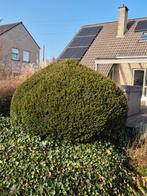Taxus gratis, Tuin en Terras, Ophalen, Taxus