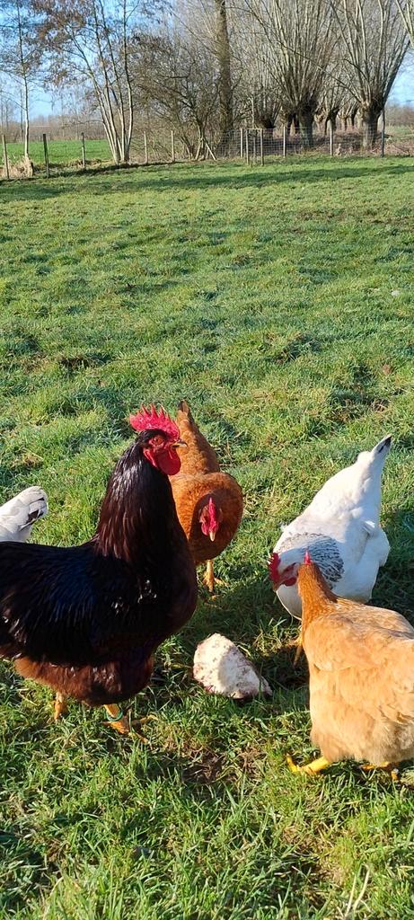 Broedeieren hybride legkip, Dieren en Toebehoren, Pluimvee, Kip, Geslacht onbekend
