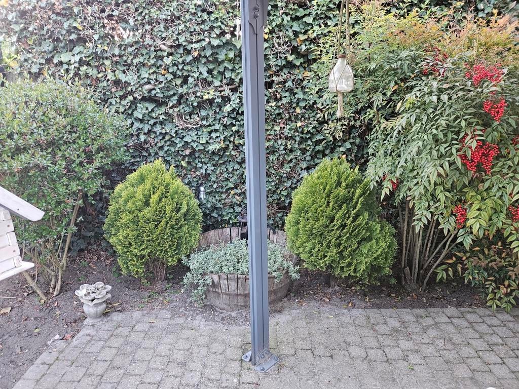 Thuja-coniferen met een maximale hoogte van 60 cm, Ophalen