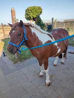 3 Shetlanders (2+1) zoeken nieuwe thuis, Dieren en Toebehoren, Pony's, Merrie