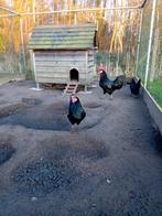 Broedeieren zwarte  leghorn