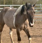 Supe brave tobiano hengst, Dieren en Toebehoren, Hengst