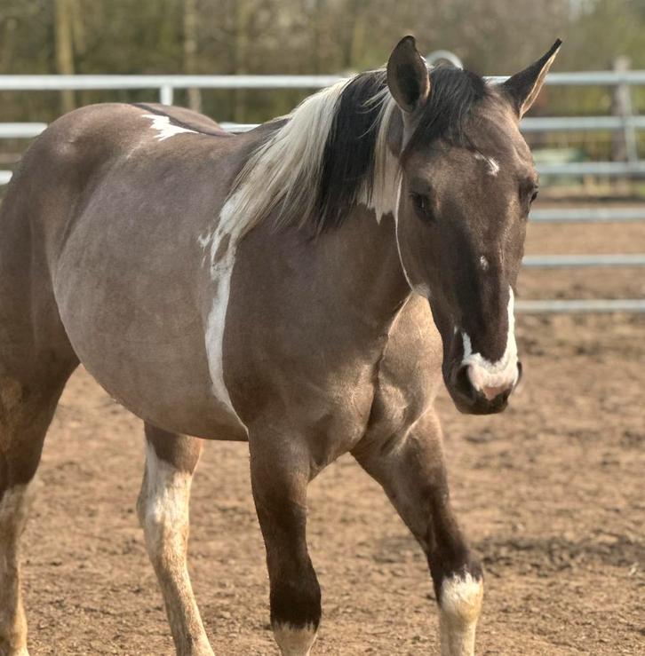 Supe brave tobiano hengst, Dieren en Toebehoren, Paarden, Hengst