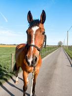 Weidemaatje / therapiepaard / recreatiepaard, Dieren en Toebehoren, Met stamboom, Ruin, 170 tot 175 cm, 11 jaar of ouder