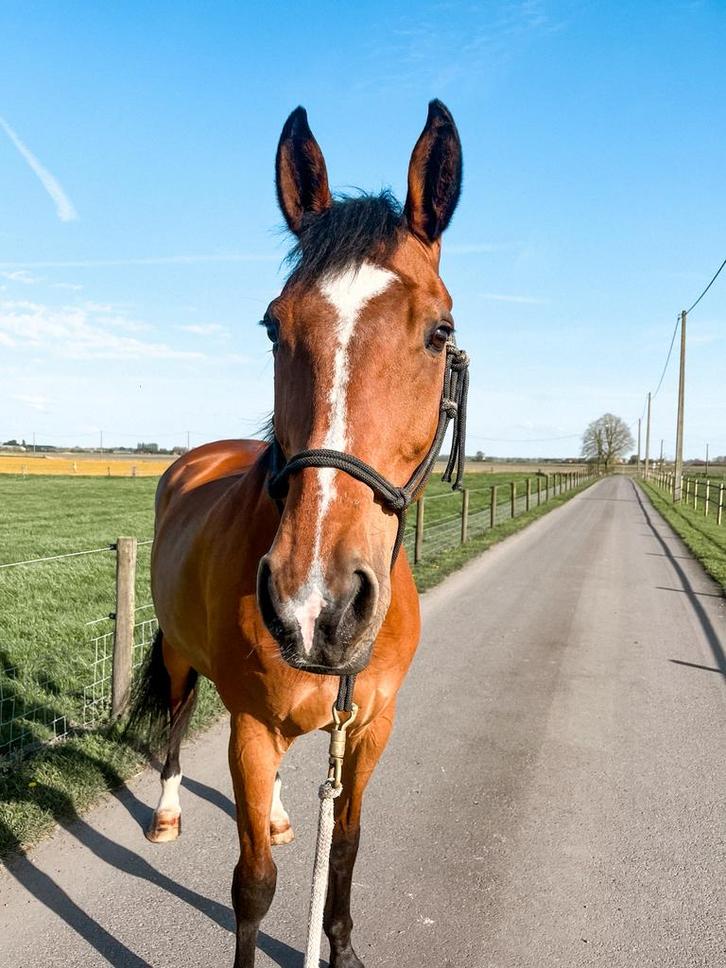 Weidemaatje / therapiepaard / recreatiepaard, Dieren en Toebehoren, Paarden, Ruin, 170 tot 175 cm, 11 jaar of ouder, Recreatiepaard