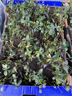 Maagdenpalm, Tuin en Terras, Planten | Tuinplanten